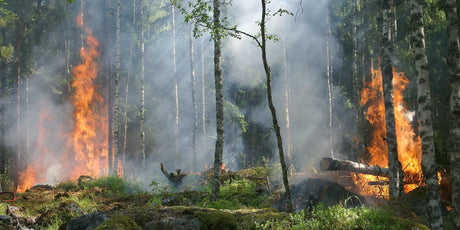 Forest Fire | shopioT